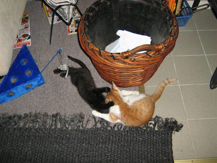 Huskat Garfield og Futte - hi hi så fik jeg dig billede 7