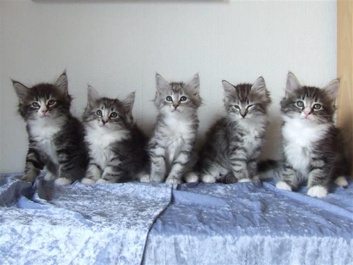 Norsk Skovkat Grethe Sønck *LEDIG* - G  - Kuld 7 uger billede 8