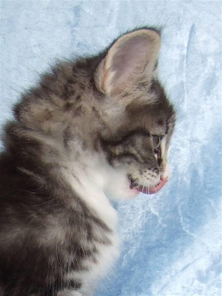 Norsk Skovkat Grethe Sønck *LEDIG* - 7 uger billede 9