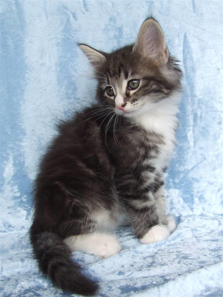 Norsk Skovkat Grethe Sønck *LEDIG* - 7 uger billede 10