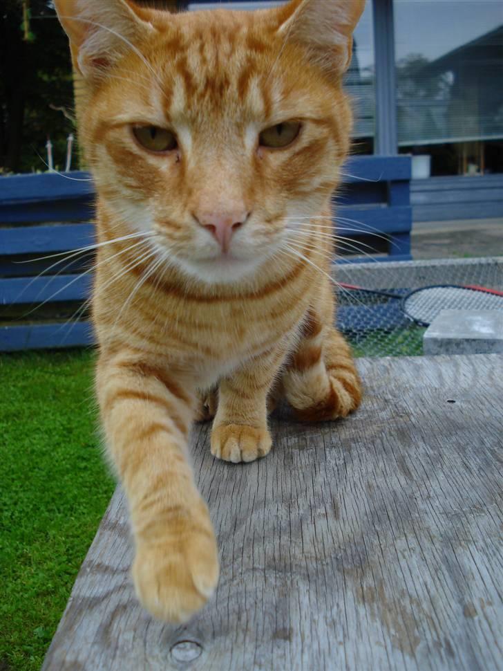 Blanding af racer Tarzan billede 16