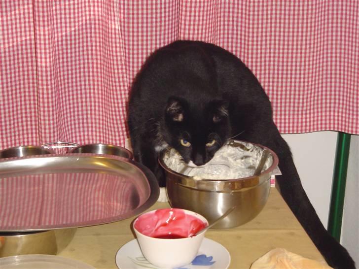 Blanding af racer Sylle *RIP* billede 6