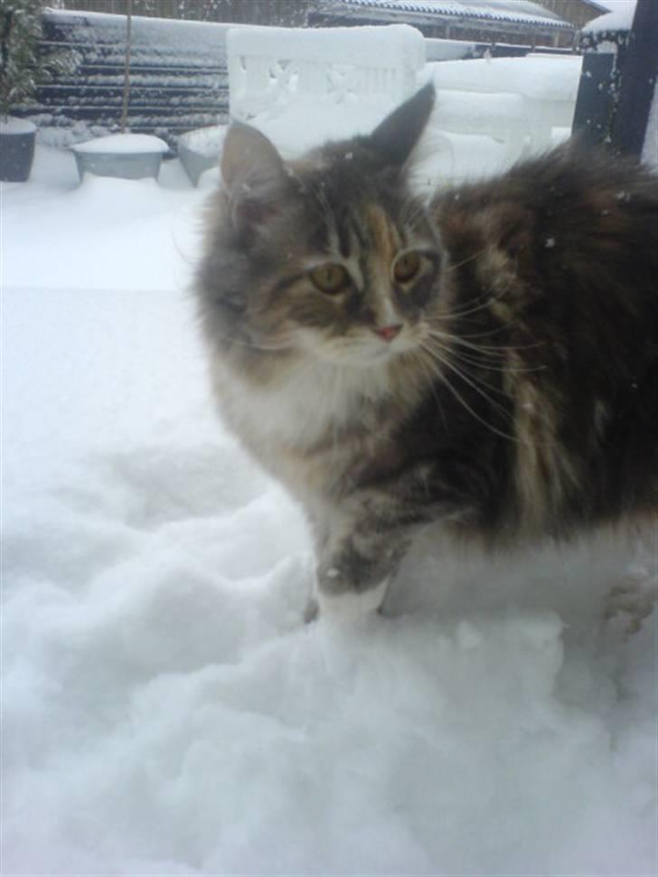 Maine Coon Breidabliks Artemis  - Vinteren 2006  billede 8