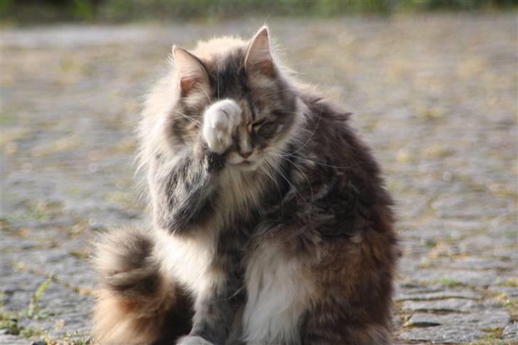 Maine Coon Breidabliks Artemis  - Foråret 2009" billede 9