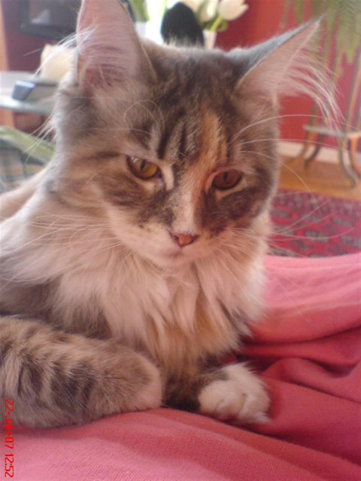 Maine Coon Breidabliks Artemis  - Den dag jeg var syg, og du lå ved mig inde i stuen hele dagen :) Elsker dig .!.. billede 10