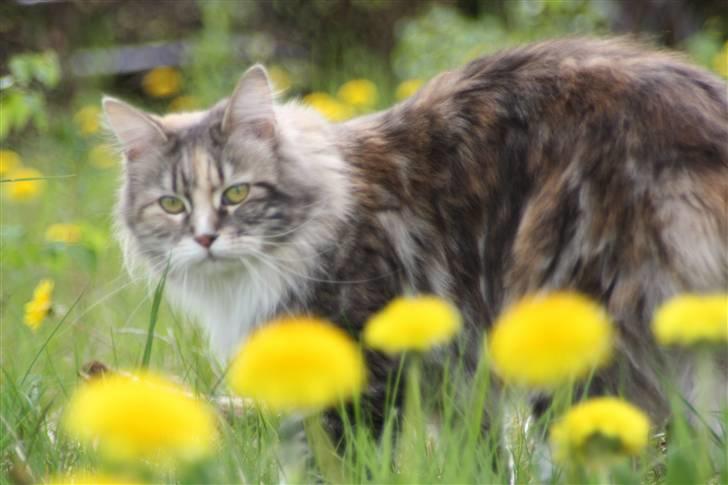 Maine Coon Breidabliks Artemis  - Min Engel <3 billede 11