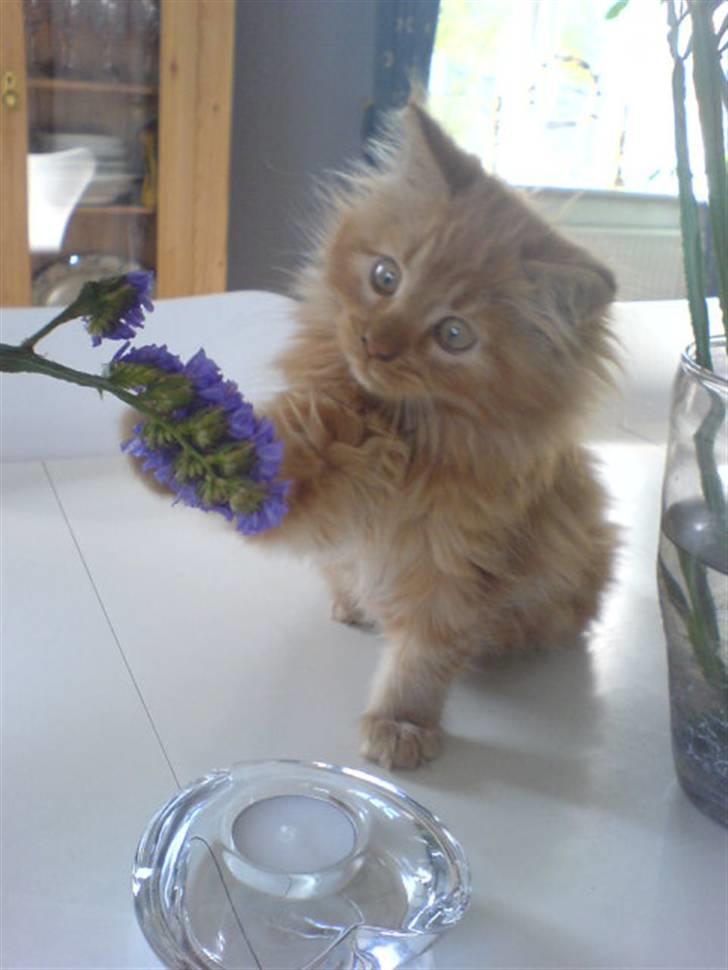 Maine Coon Breidabliks Adonis - Donis fanger Blomster :) billede 6