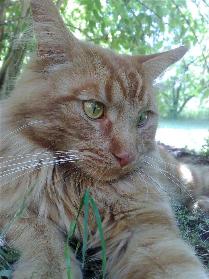 Maine Coon Breidabliks Adonis - Sommeren 08   billede 8