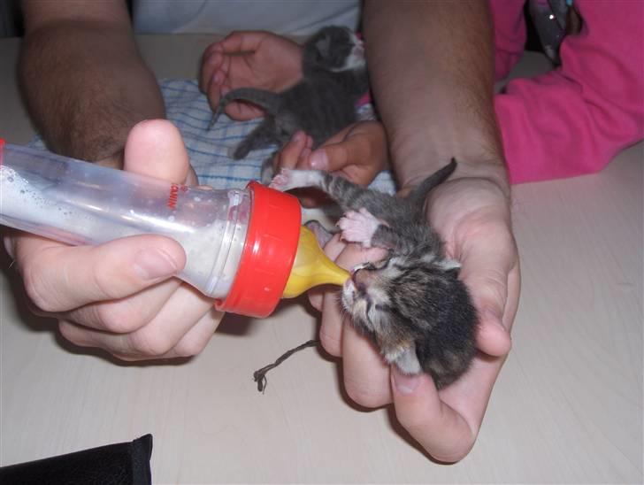 Huskat Tiger - Tiger 1 dag gammel billede 2