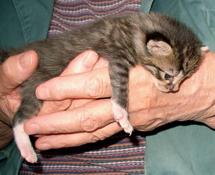 Huskat Tiger - Tiger 2 uger gammel billede 3