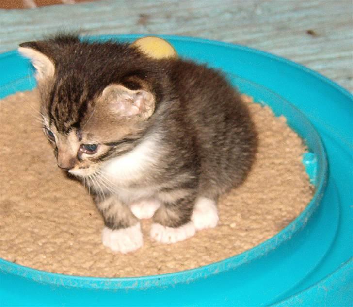 Huskat Tiger - Tiger 4 uger gammel billede 4