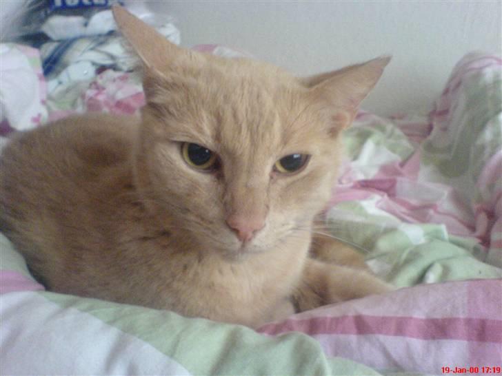 Blanding af racer Bamse - elsker dig gamle misser billede 4