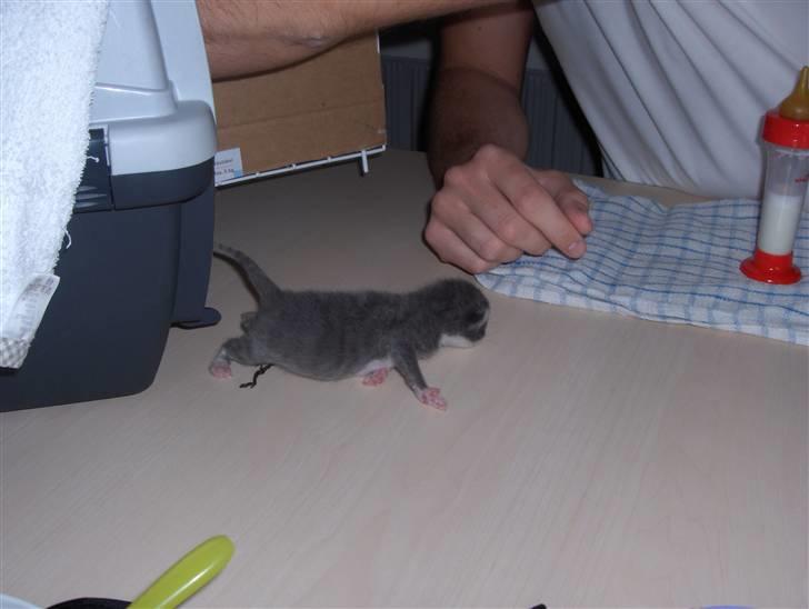 Huskat Pjevs - Pjevs 1 dag gammel billede 2