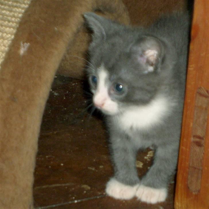 Huskat Pjevs - Pjevs hos plejemor 7 uger gamel billede 3