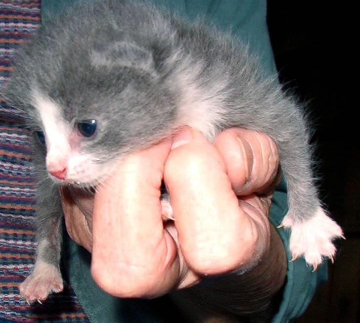 Huskat Pjevs - Pjevs 2 uger gammel billede 4