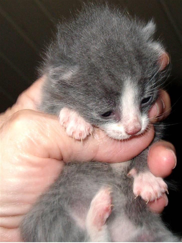 Huskat Pjevs billede 5