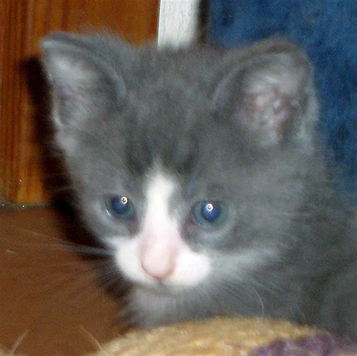 Huskat Pjevs billede 6