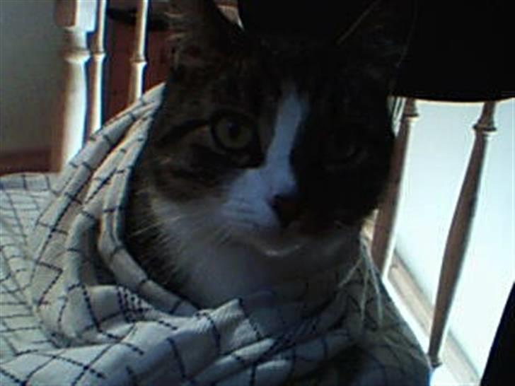 Huskat Æsel - jeg har fået en opgave............ at tøre af... nederen!!  billede 5