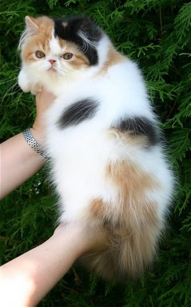 Perser frede billede 1