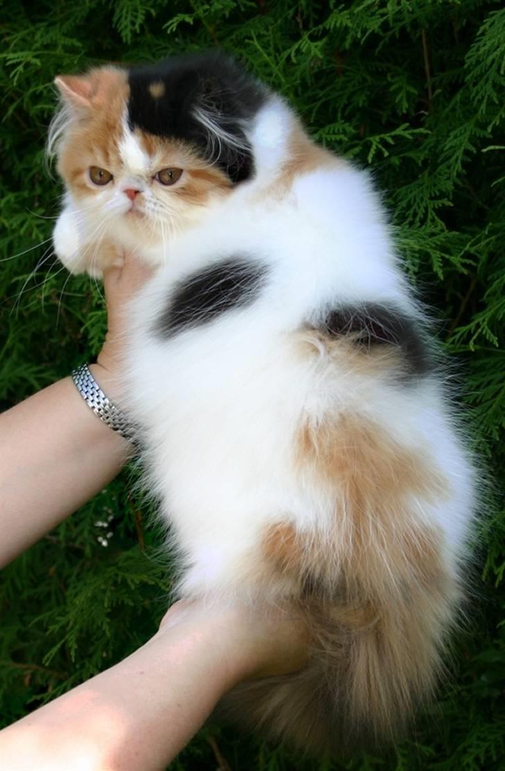 Perser frede billede 2