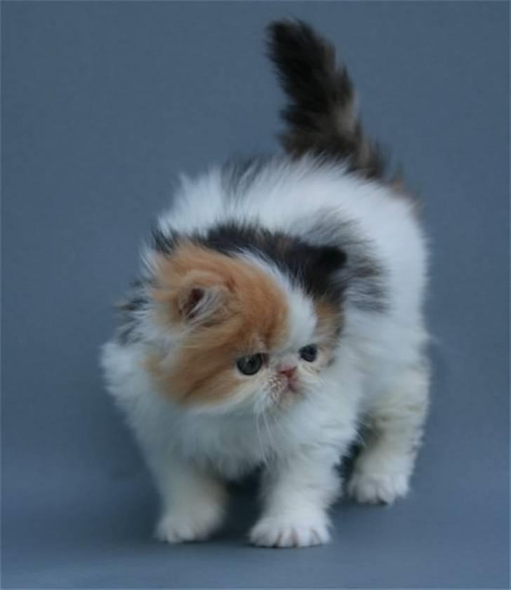 Perser frede billede 3