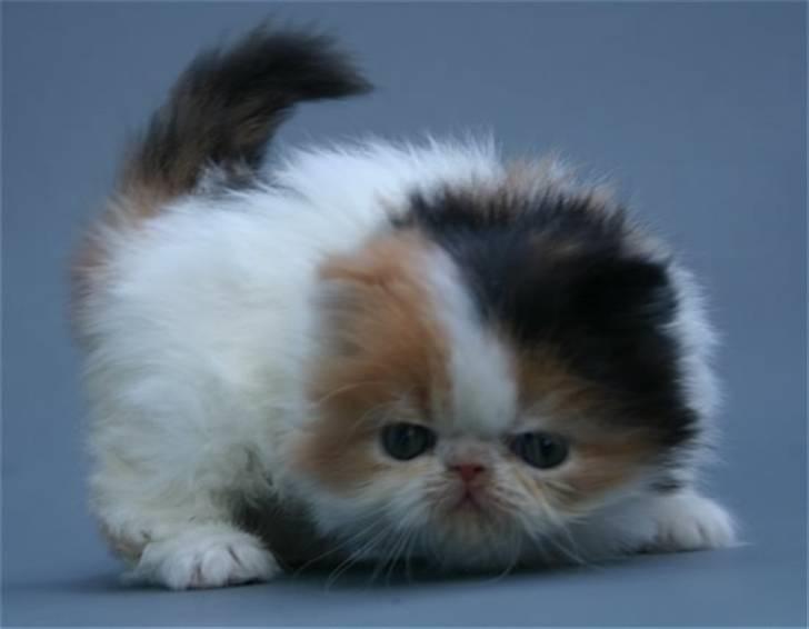 Perser frede billede 4