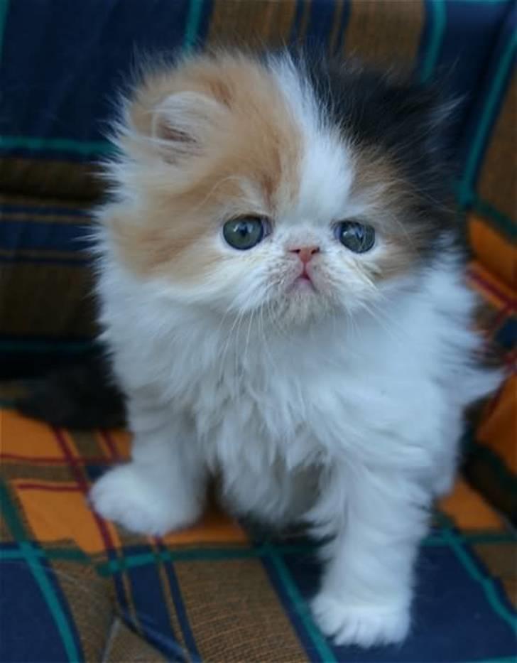 Perser frede billede 5