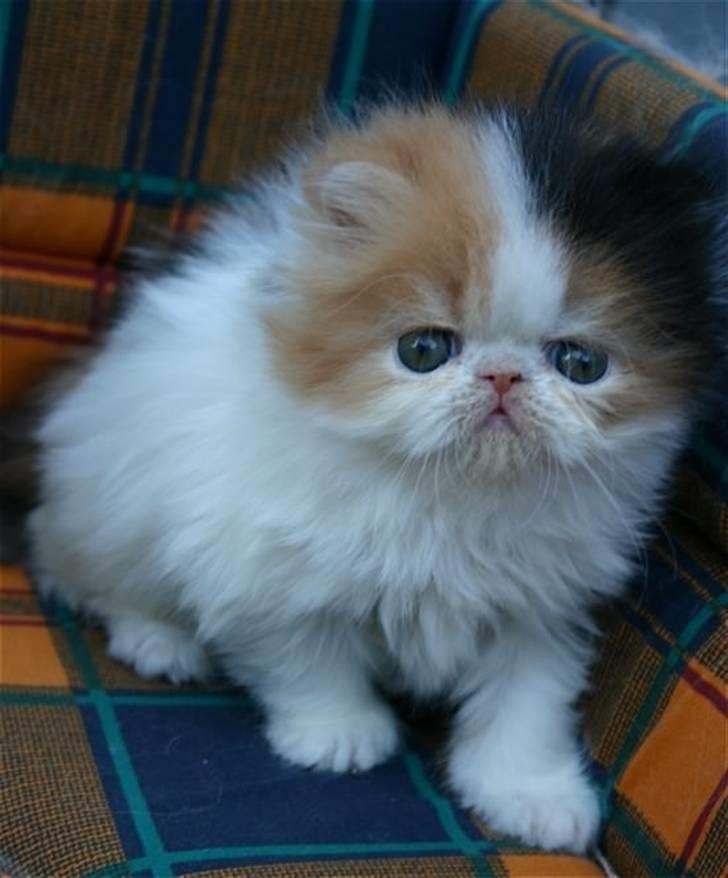 Perser frede billede 6