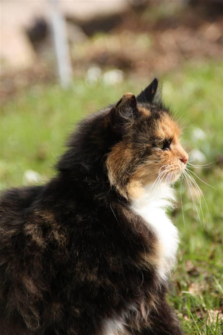 Blanding af racer Pjuske - Velkommen Til Pjuske´s Profil :D  NYT billede 1