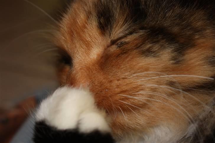 Blanding af racer Pjuske - #NY# Pjuske billede 2