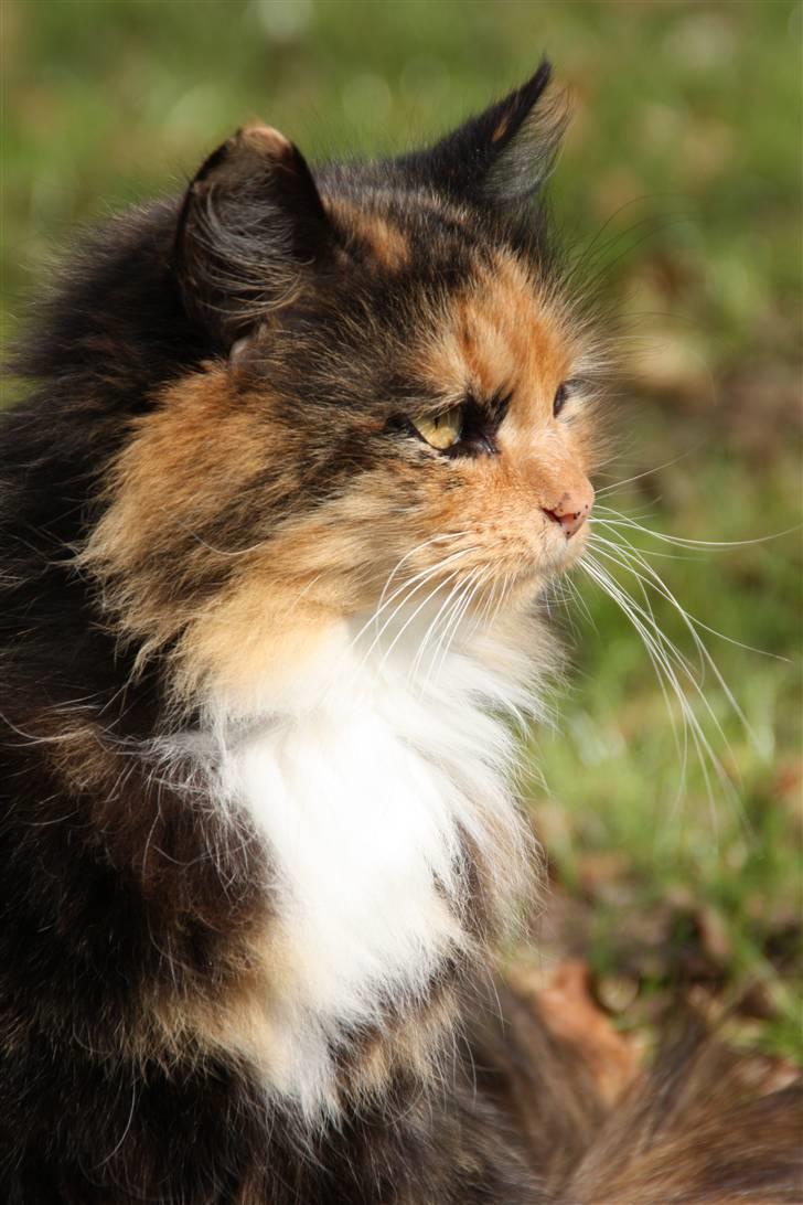 Blanding af racer Pjuske - NYT billede 3