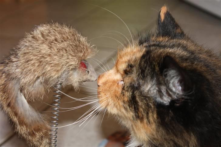 Blanding af racer Pjuske - Pjuske´s julegave billede 4