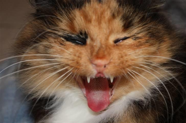 Blanding af racer Pjuske - NYT billede 5