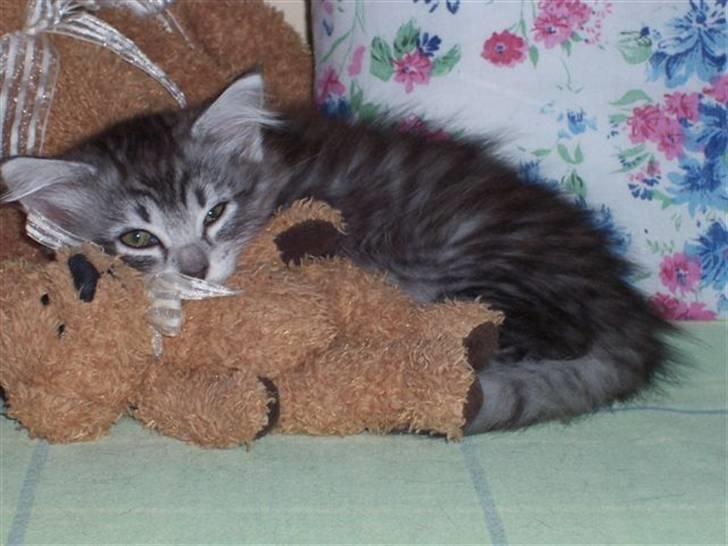 Norsk Skovkat Katja billede 5