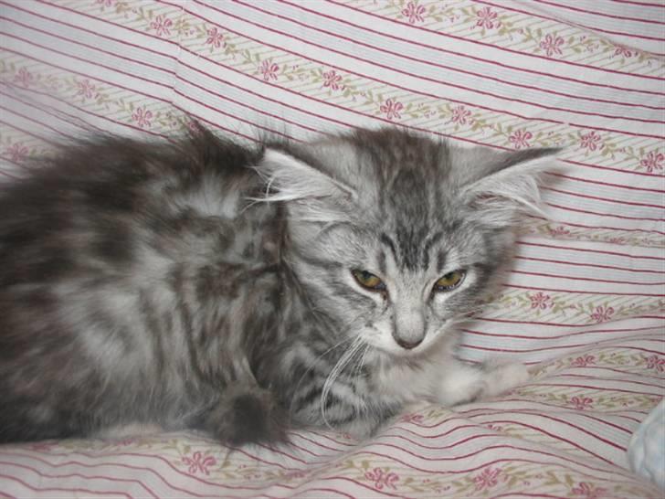 Norsk Skovkat Katja billede 6