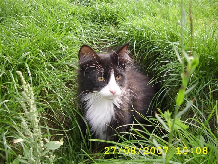 Norsk Skovkat Brutalis R.I.P du skønne lille skat :( - Min først tur i haven, der er meget der skal udforskes billede 7