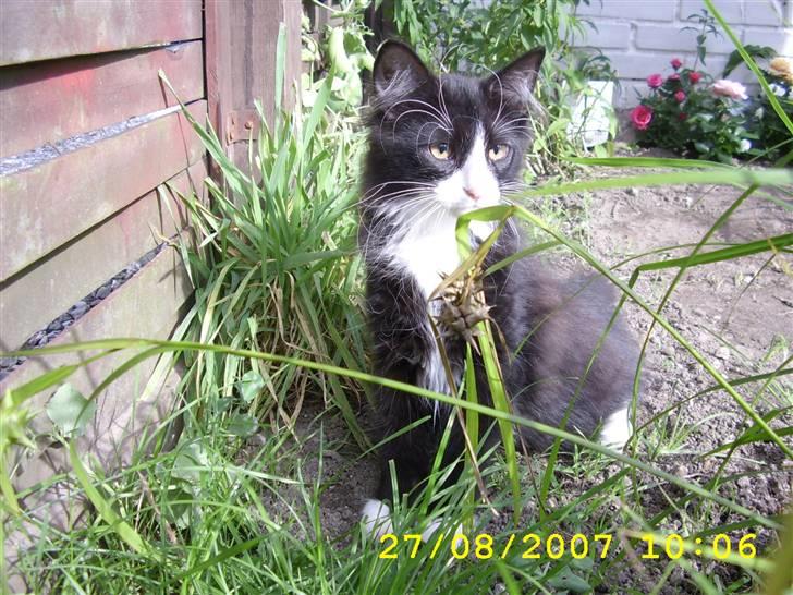 Norsk Skovkat Brutalis R.I.P du skønne lille skat :( - Det er lidt dejlig udenfor ;P billede 8