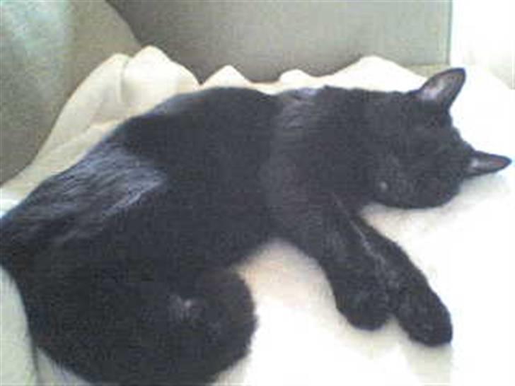 Huskat Musling - En lille lur i sofaen billede 1