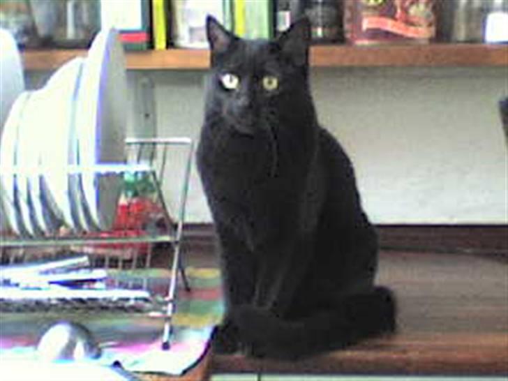 Huskat Musling billede 2