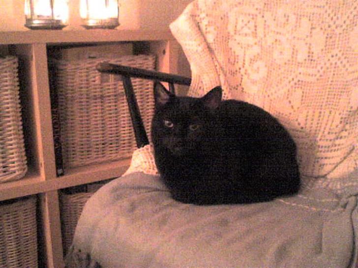 Huskat Musling billede 3