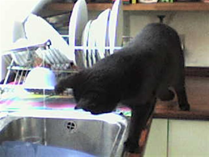 Huskat Musling billede 4