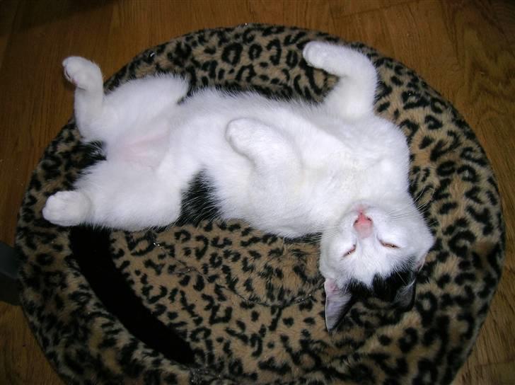 Huskat Puma billede 1