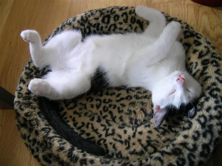 Huskat Puma billede 2