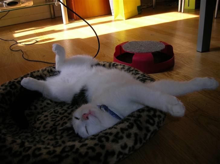 Huskat Puma billede 3