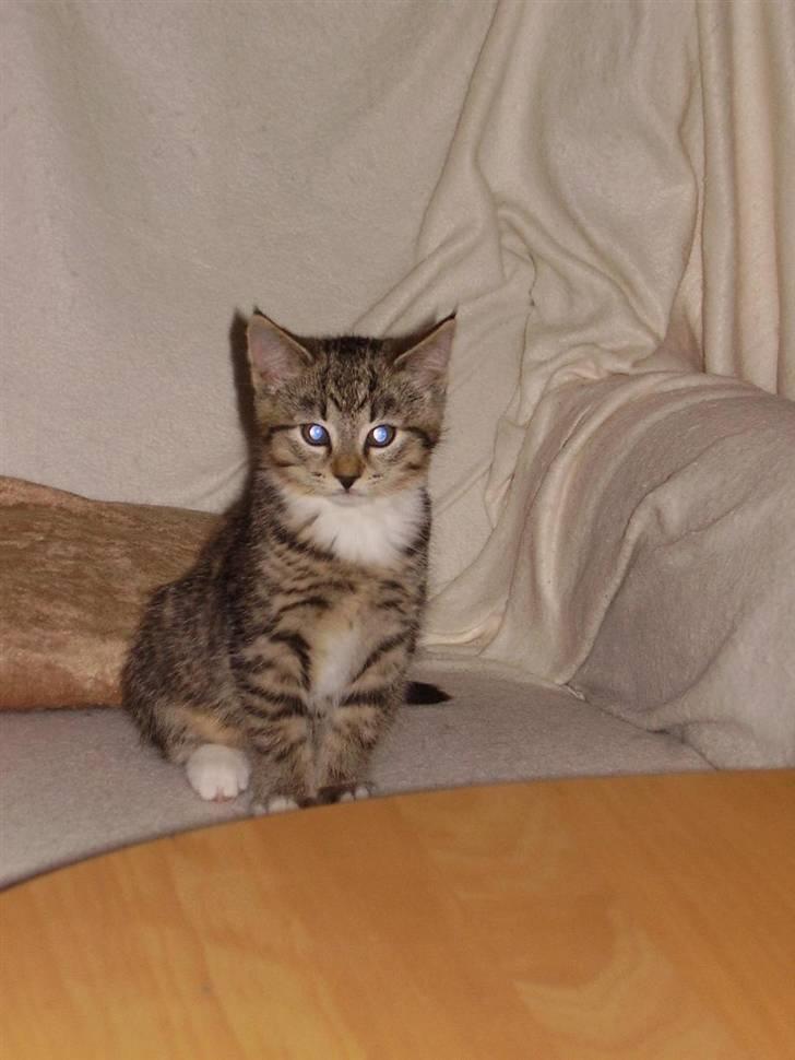 Huskat Lille mis  - Velkommen :D Jeg hedder lillemis <3 Du må gerne bedømme mig 8D  billede 1