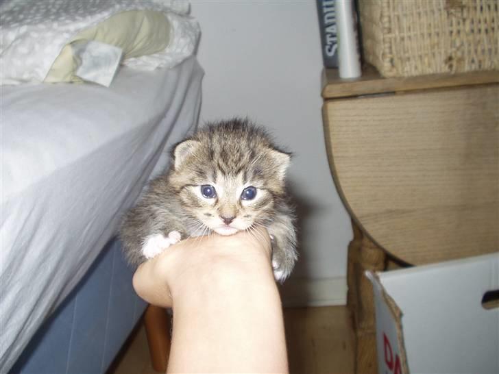 Huskat Lille mis  - Her bliver jeg holdt xD Jeg er ikke så stor der! billede 2