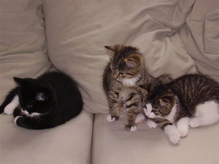 Huskat Lille mis  - Mig i midten, til højre sidder min store søster og til venstre min store bror :D  billede 3