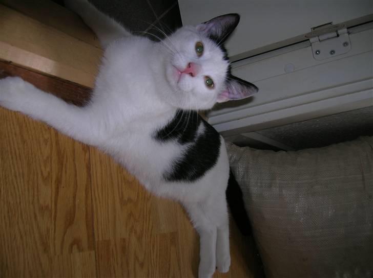 Huskat Puma billede 4