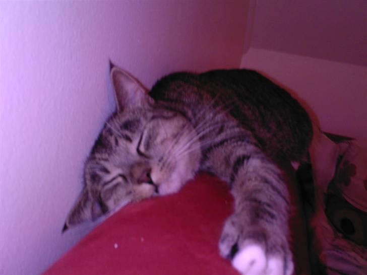 Huskat Lille mis  - Nyt <3  Dejligt med en lille lur 8D  billede 4