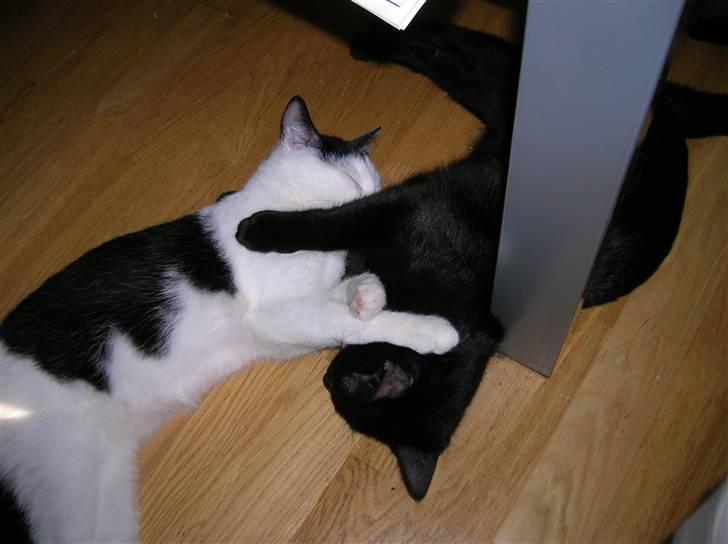 Huskat Puma billede 5